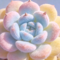 石*霖
